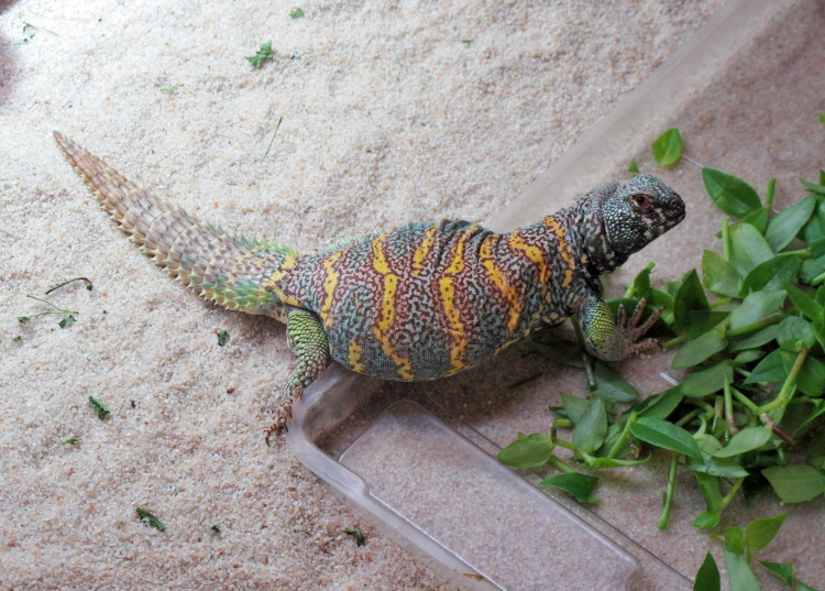 trnorep uromastyx ornata 1